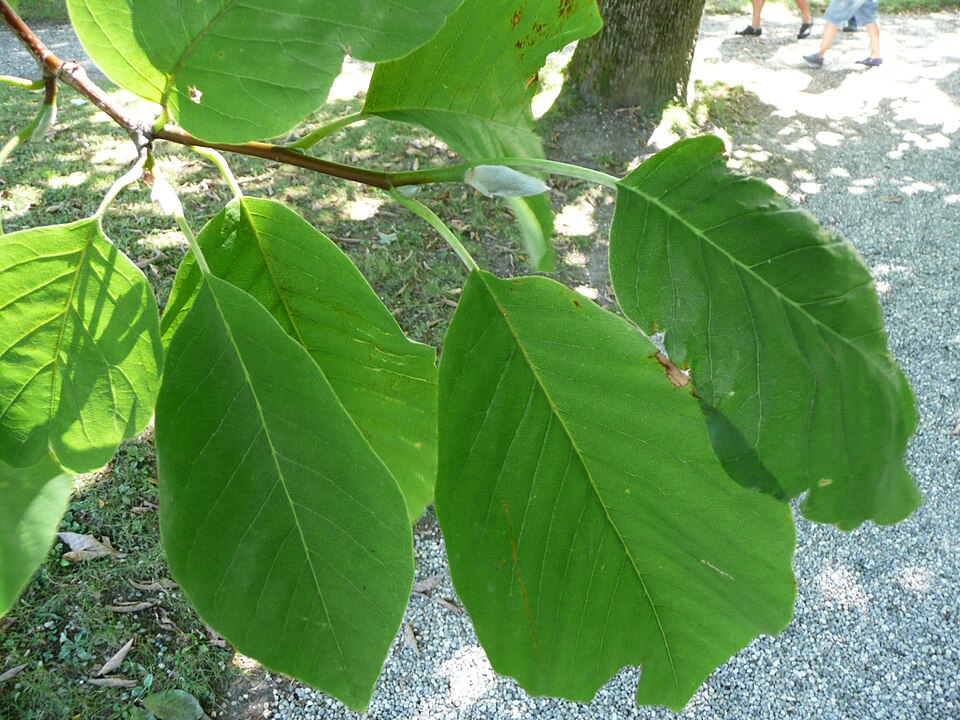 Cucumber Tree photo 5