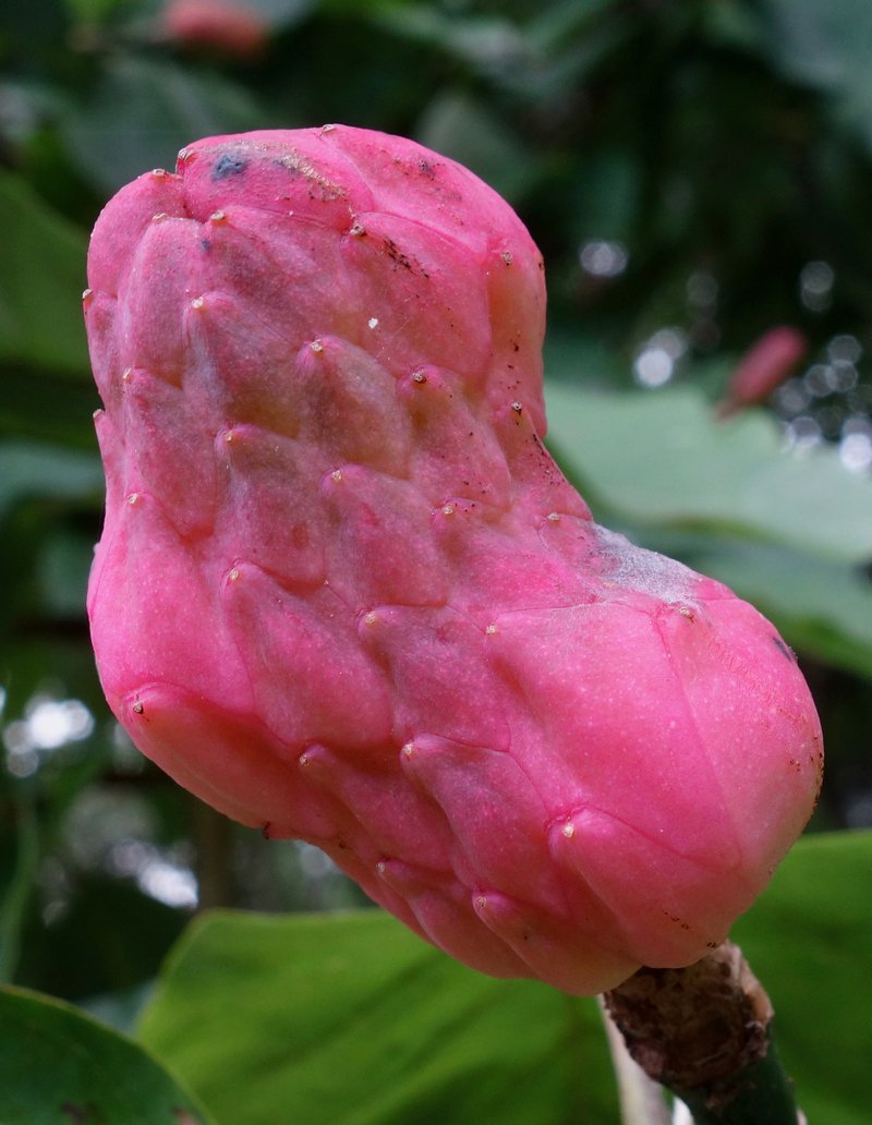 Cucumber Tree photo 7