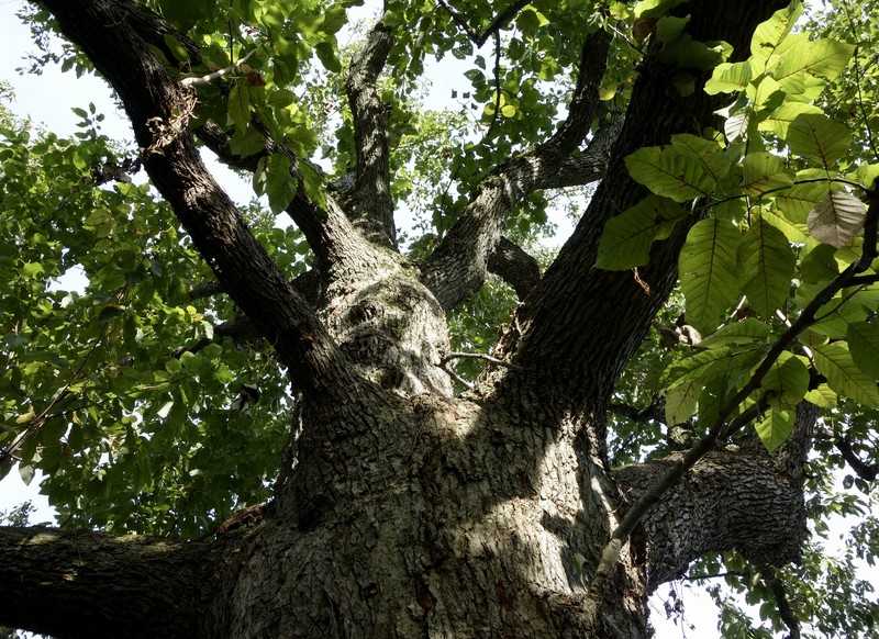 Cucumber Tree photo 8