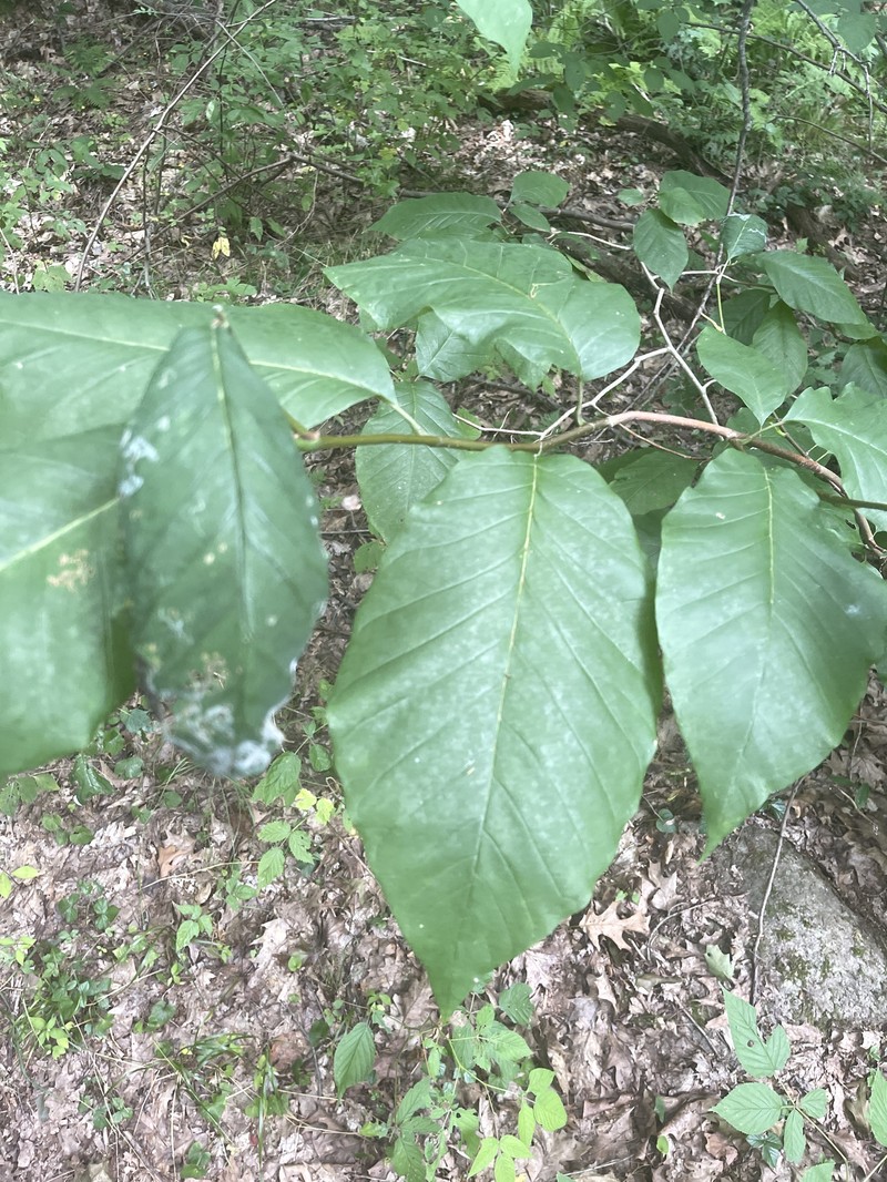 Magnolia acuminata var. acuminata photo 2