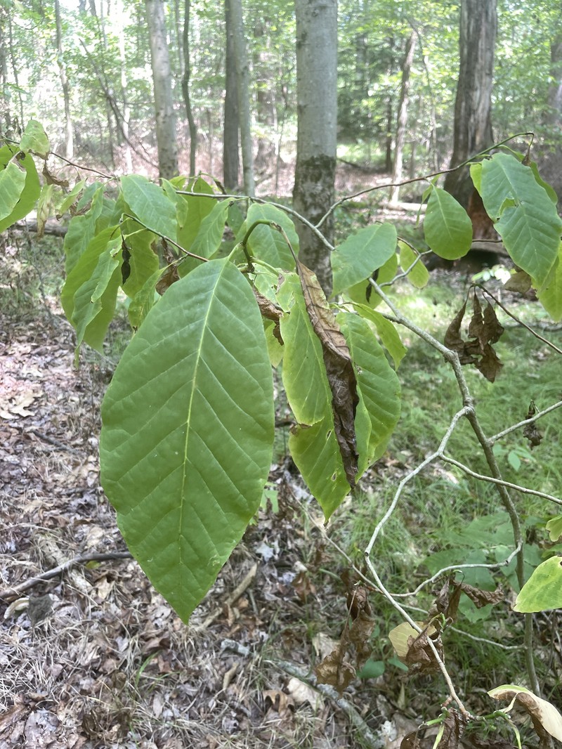 Magnolia acuminata var. acuminata photo 3