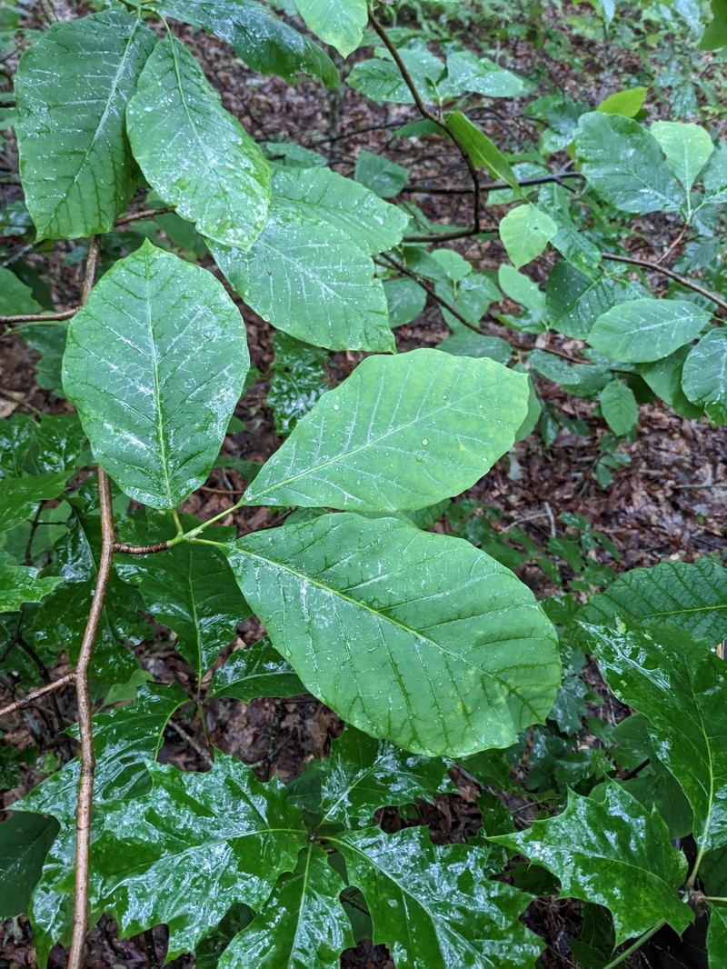 Magnolia acuminata var. acuminata photo 4