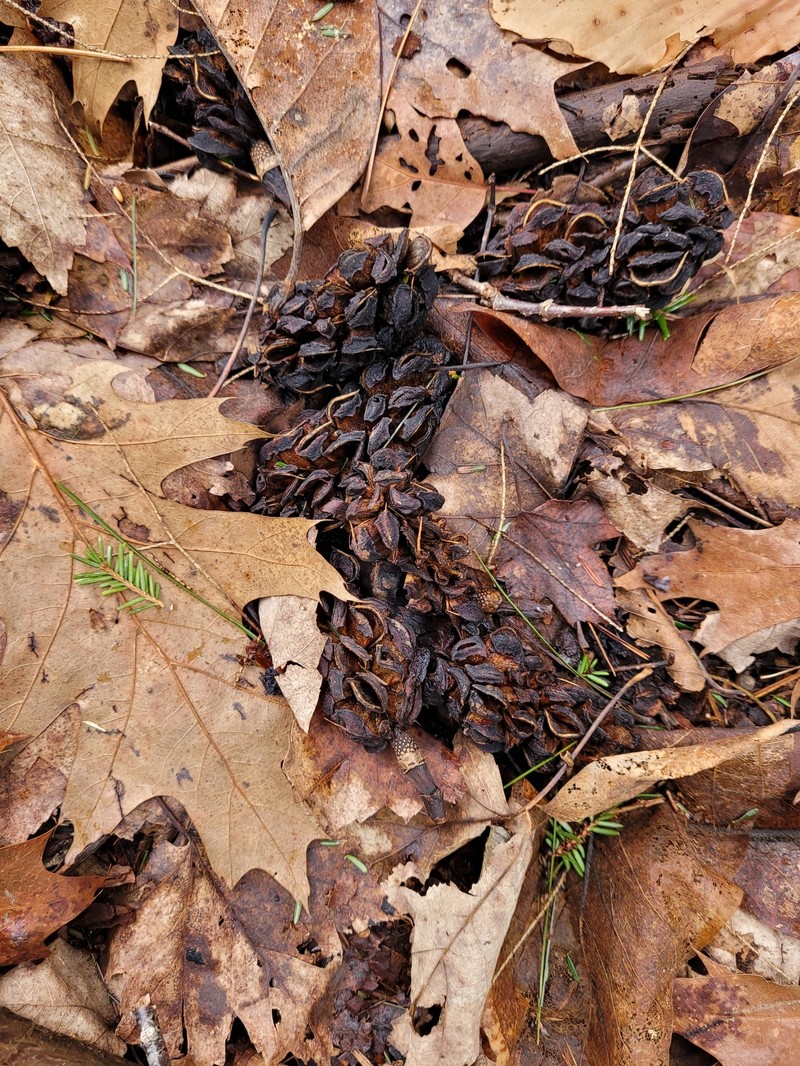 Magnolia acuminata var. acuminata photo 5