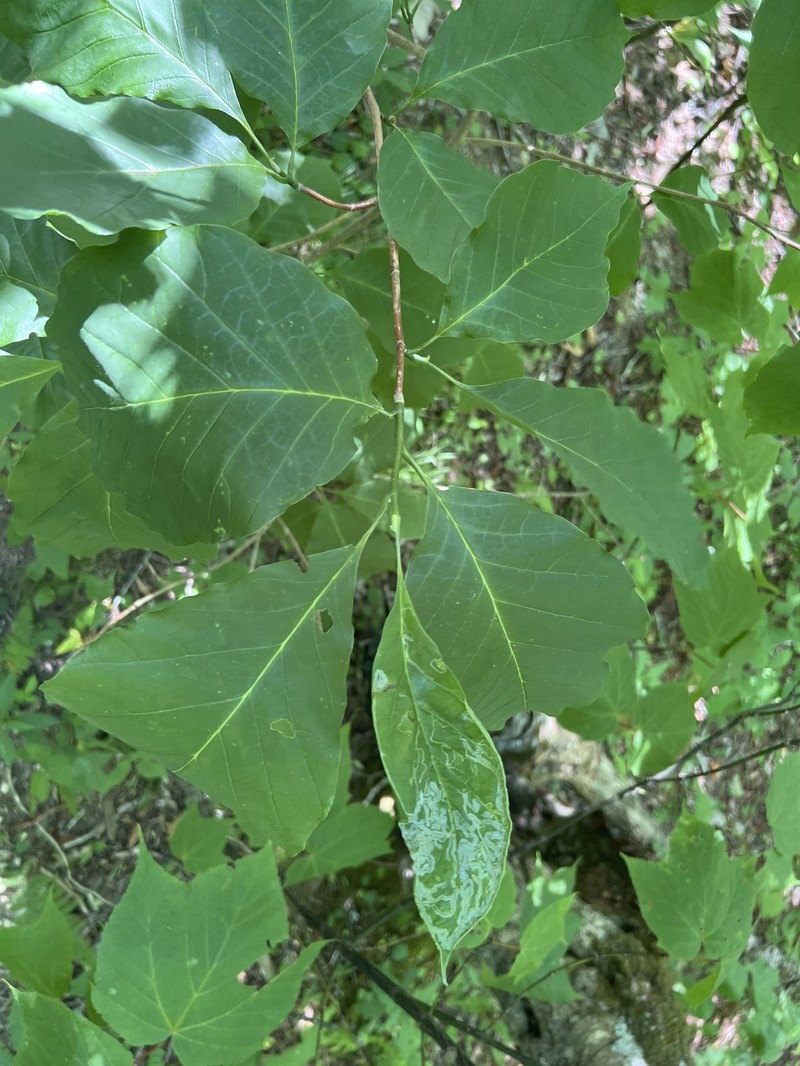 Magnolia acuminata var. acuminata photo 6