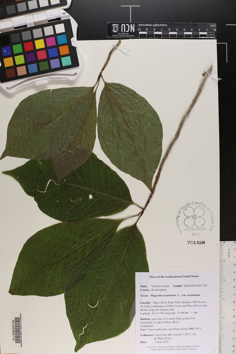 Magnolia acuminata var. acuminata photo 7