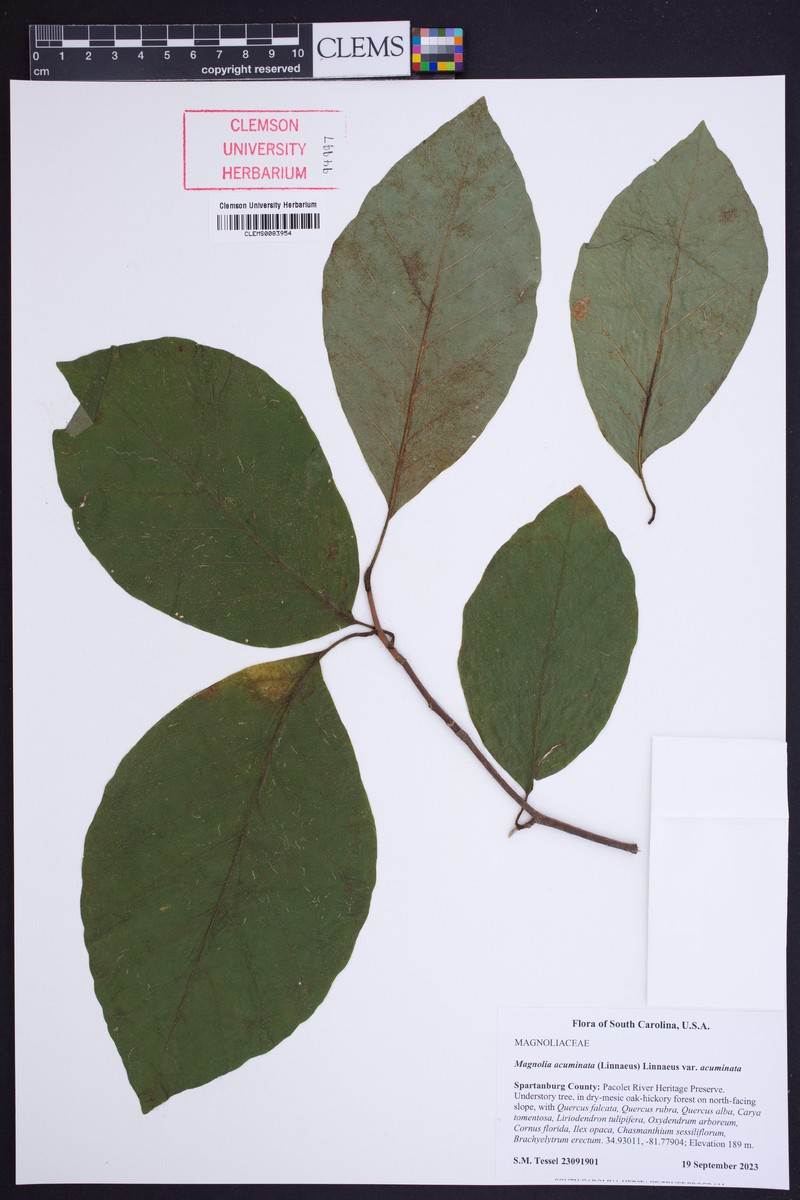Magnolia acuminata var. acuminata photo 8