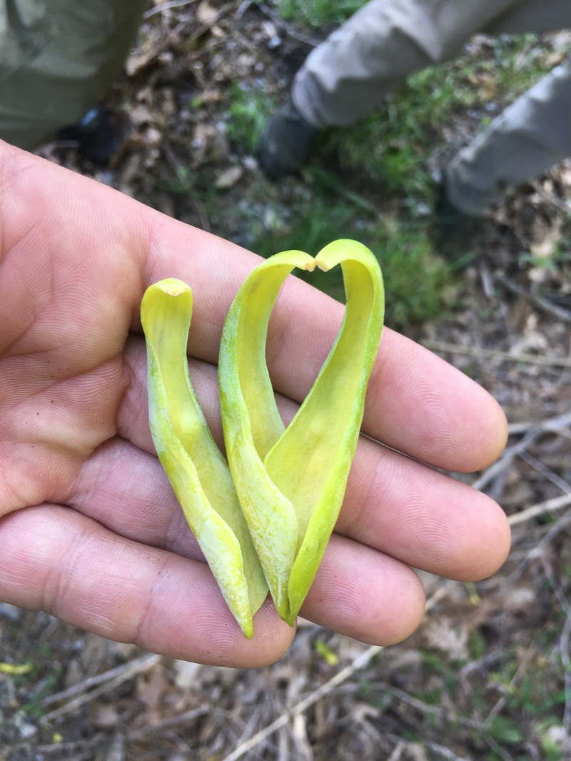Magnolia acuminata var. subcordata