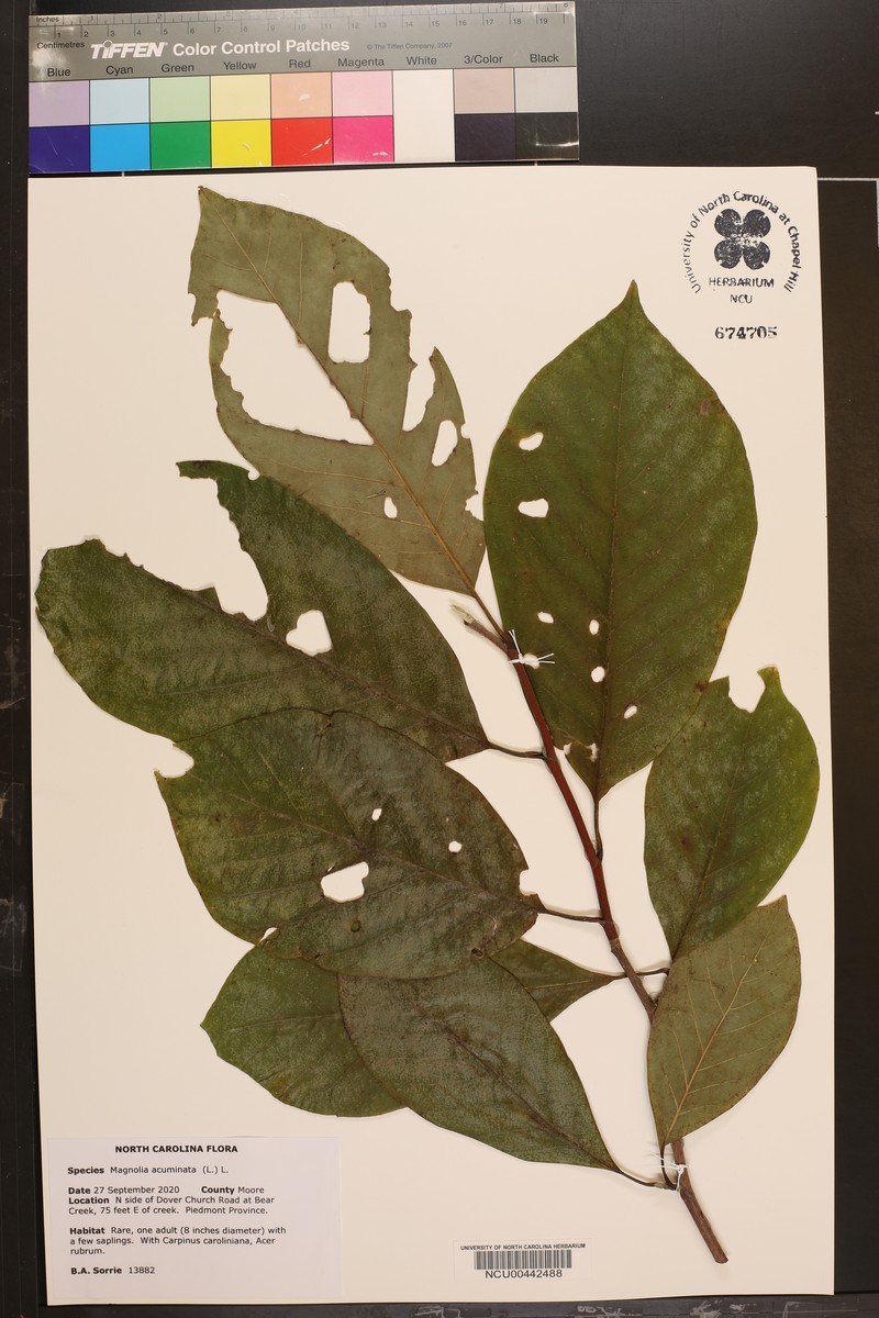 Magnolia acuminata var. subcordata photo 2