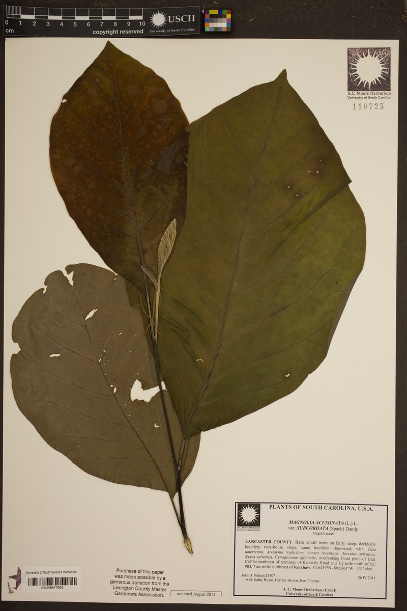 Magnolia acuminata var. subcordata photo 3