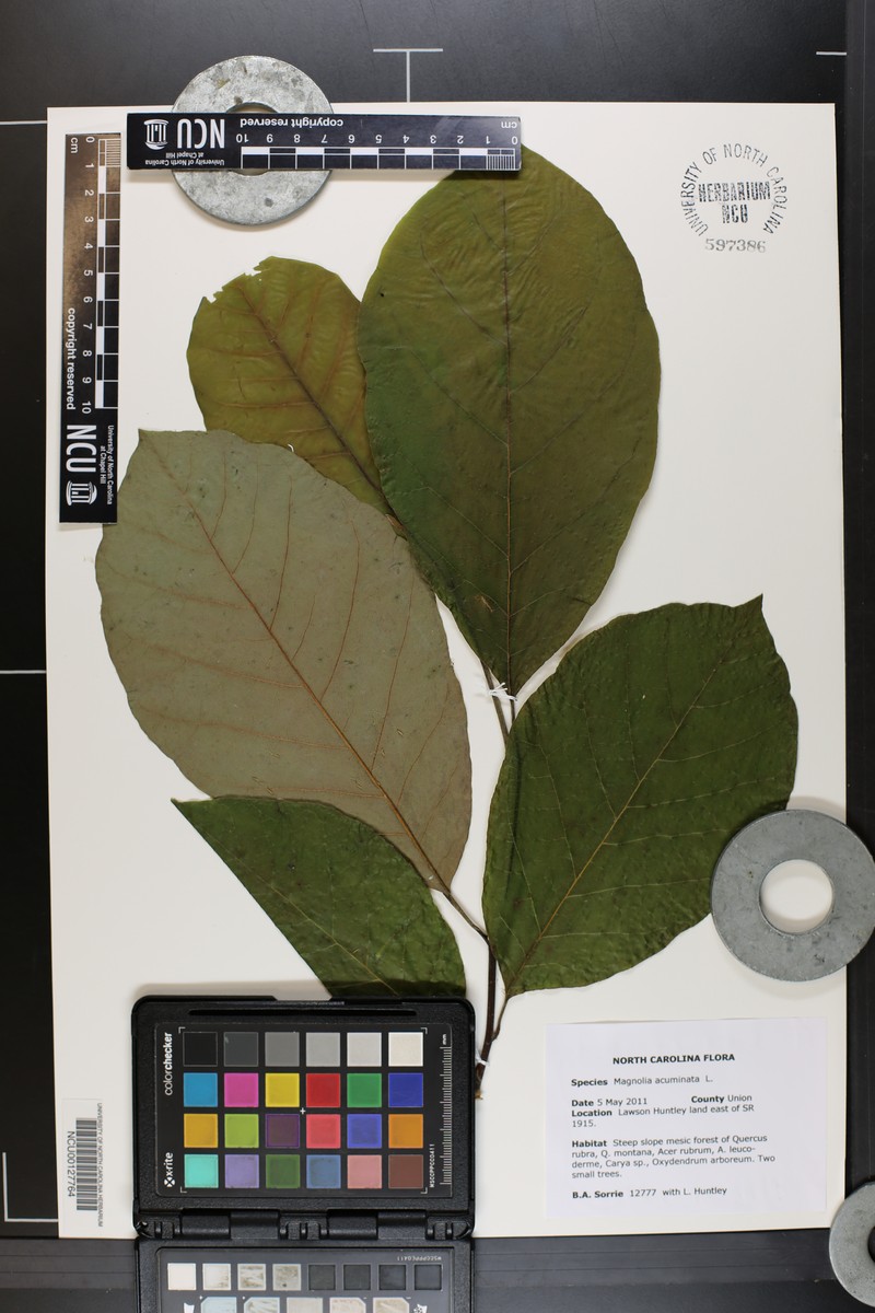 Magnolia acuminata var. subcordata photo 4