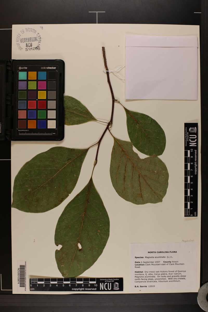 Magnolia acuminata var. subcordata photo 5