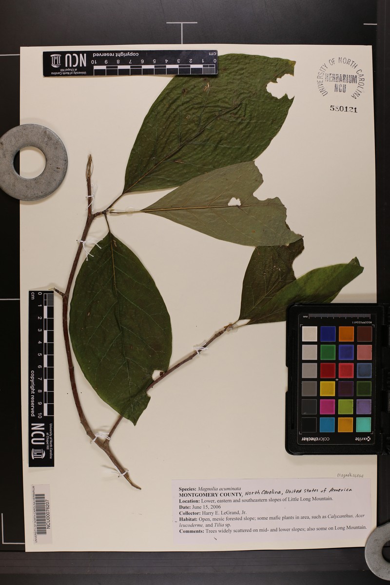 Magnolia acuminata var. subcordata photo 6
