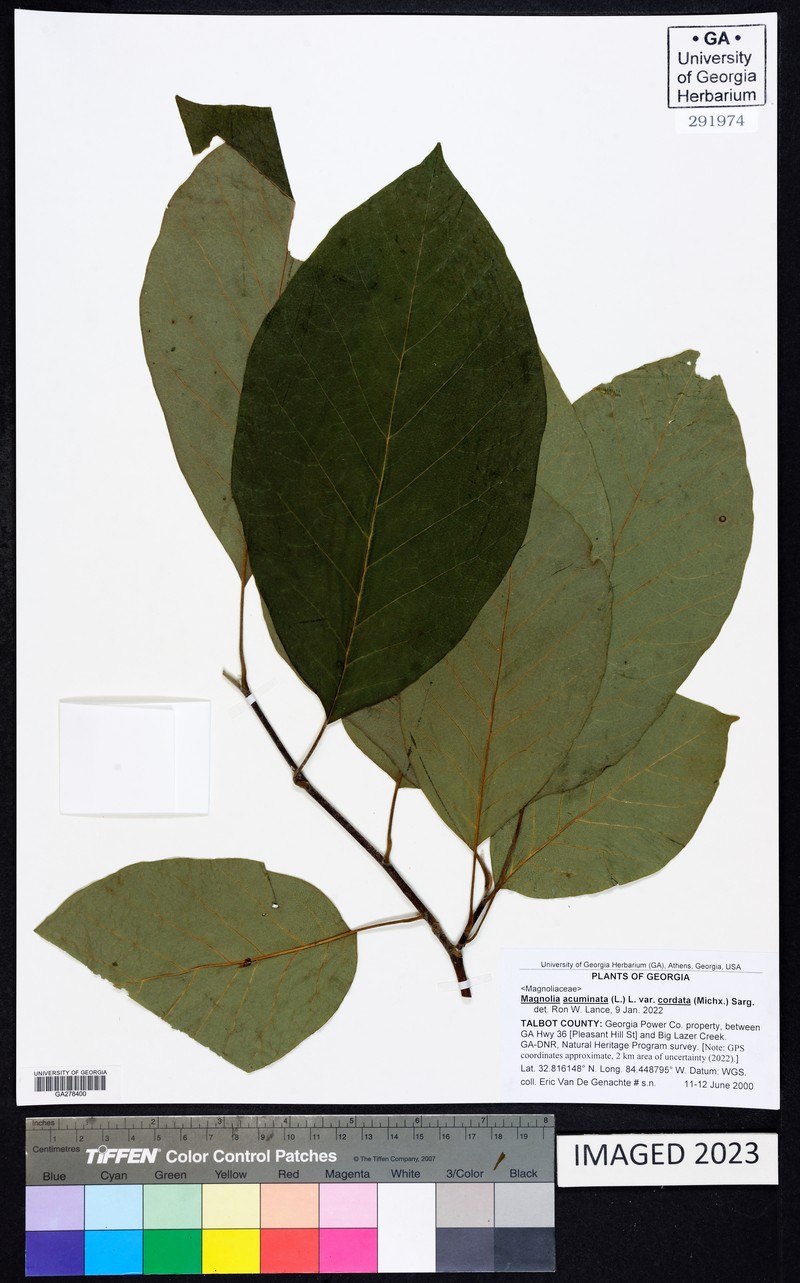 Magnolia acuminata var. subcordata photo 7
