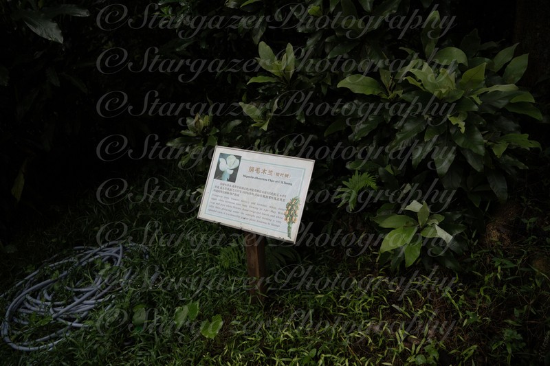 Magnolia albosericea