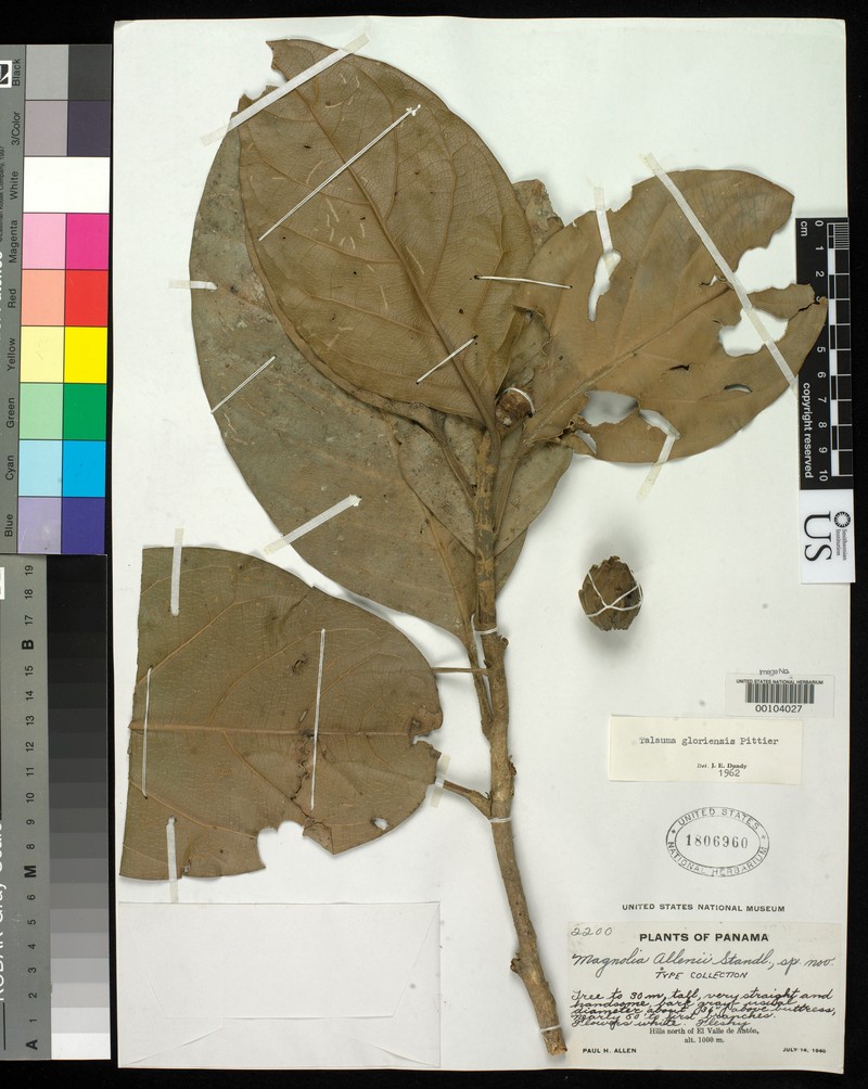 Magnolia allenii