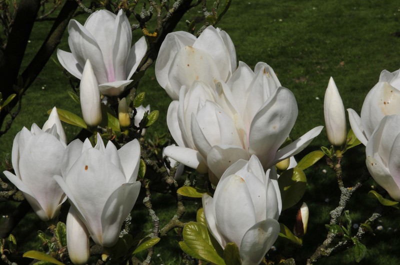 Magnolia amabilis