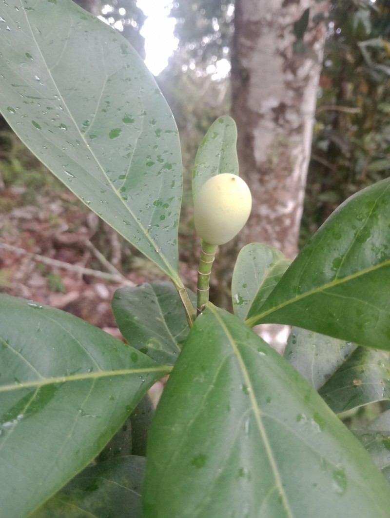 Magnolia amalfiensis