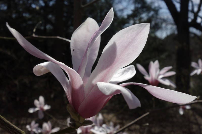 Magnolia amoena