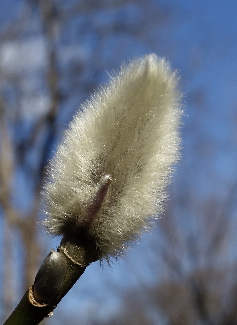 Magnolia amoena photo 2