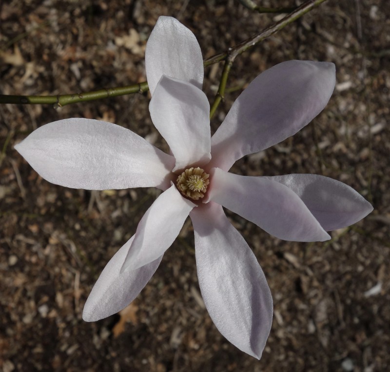 Magnolia amoena photo 3