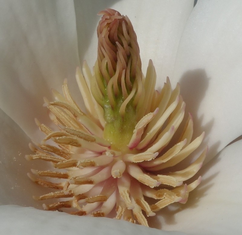 Magnolia amoena photo 4