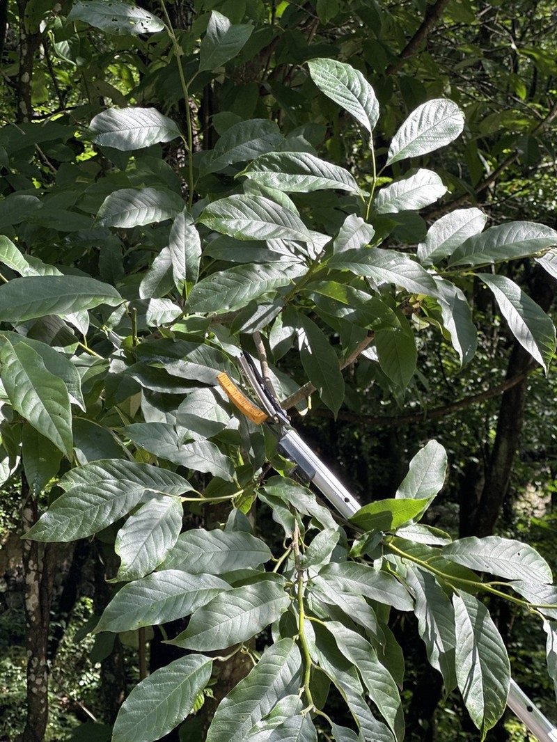 Magnolia amoena photo 5