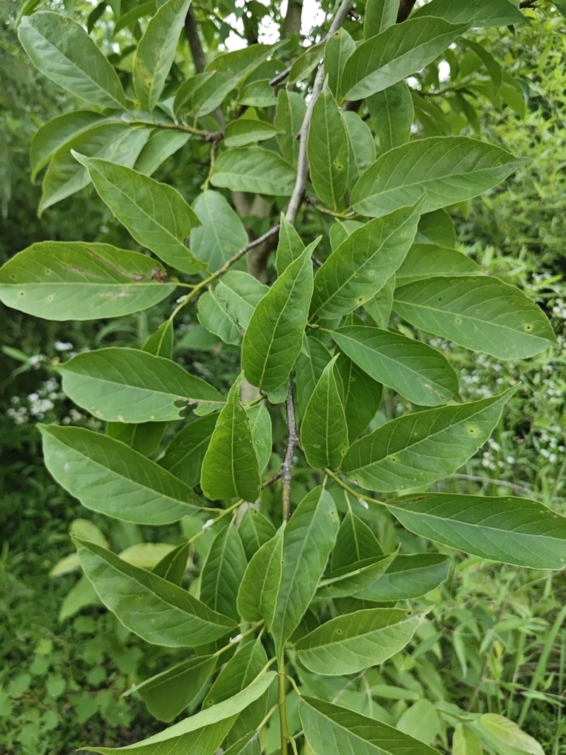 Magnolia amoena photo 6