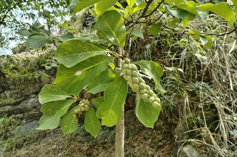 Magnolia amoena photo 7