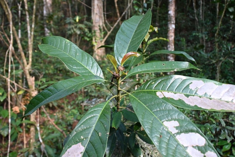 Magnolia angatensis