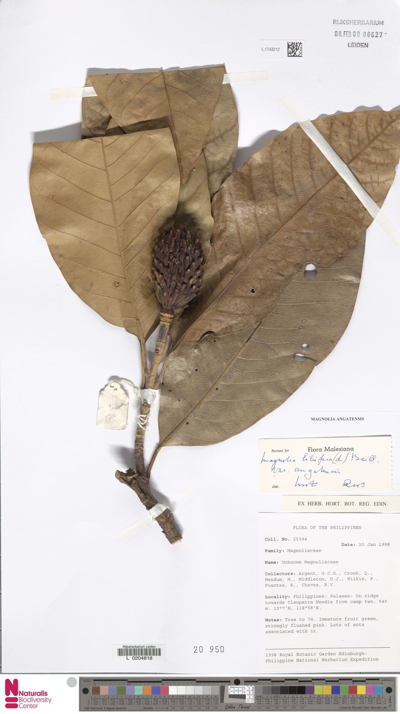 Magnolia angatensis photo 3