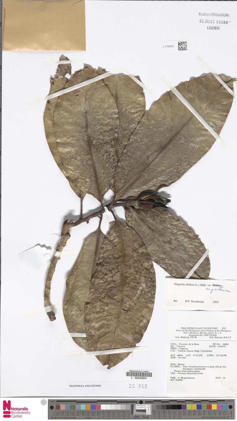 Magnolia angatensis photo 4