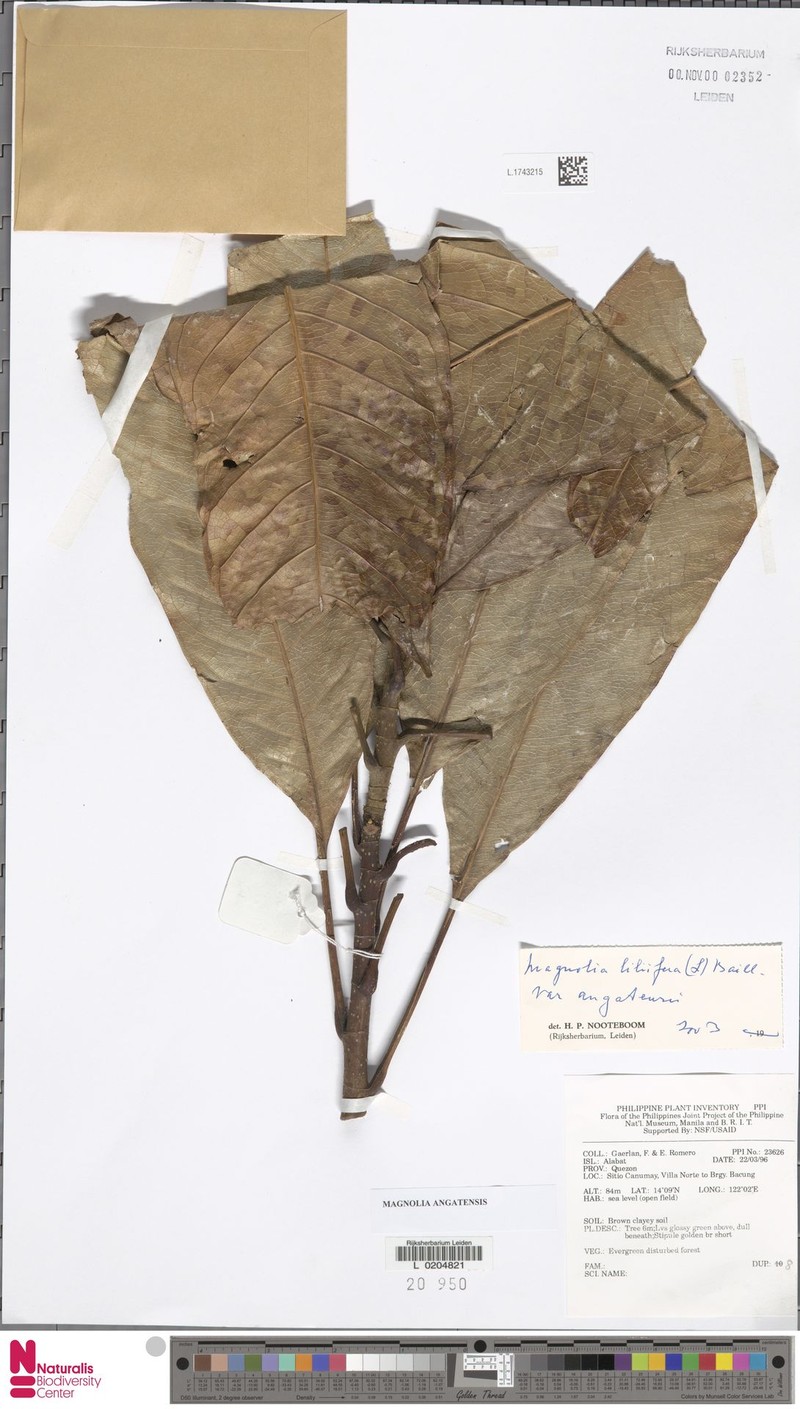 Magnolia angatensis photo 5