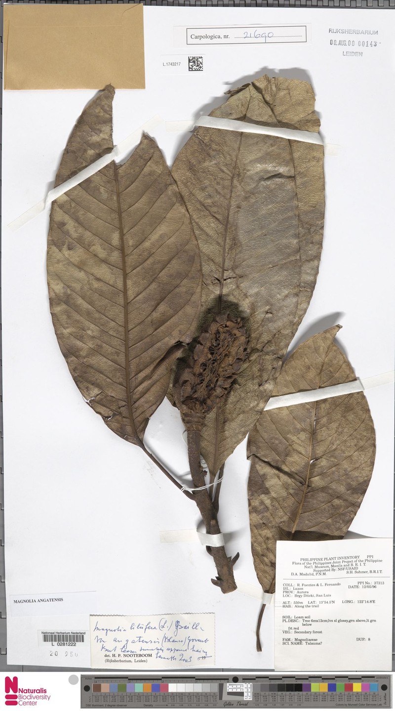 Magnolia angatensis photo 8