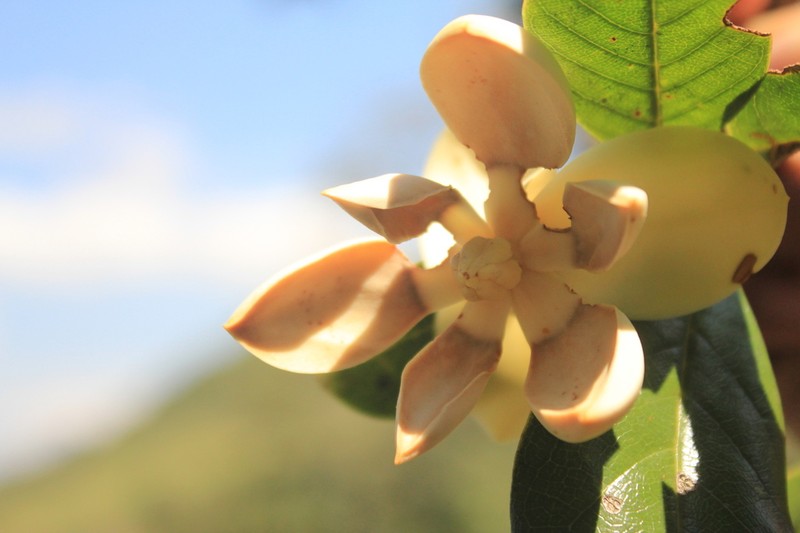 Magnolia arcabucoana