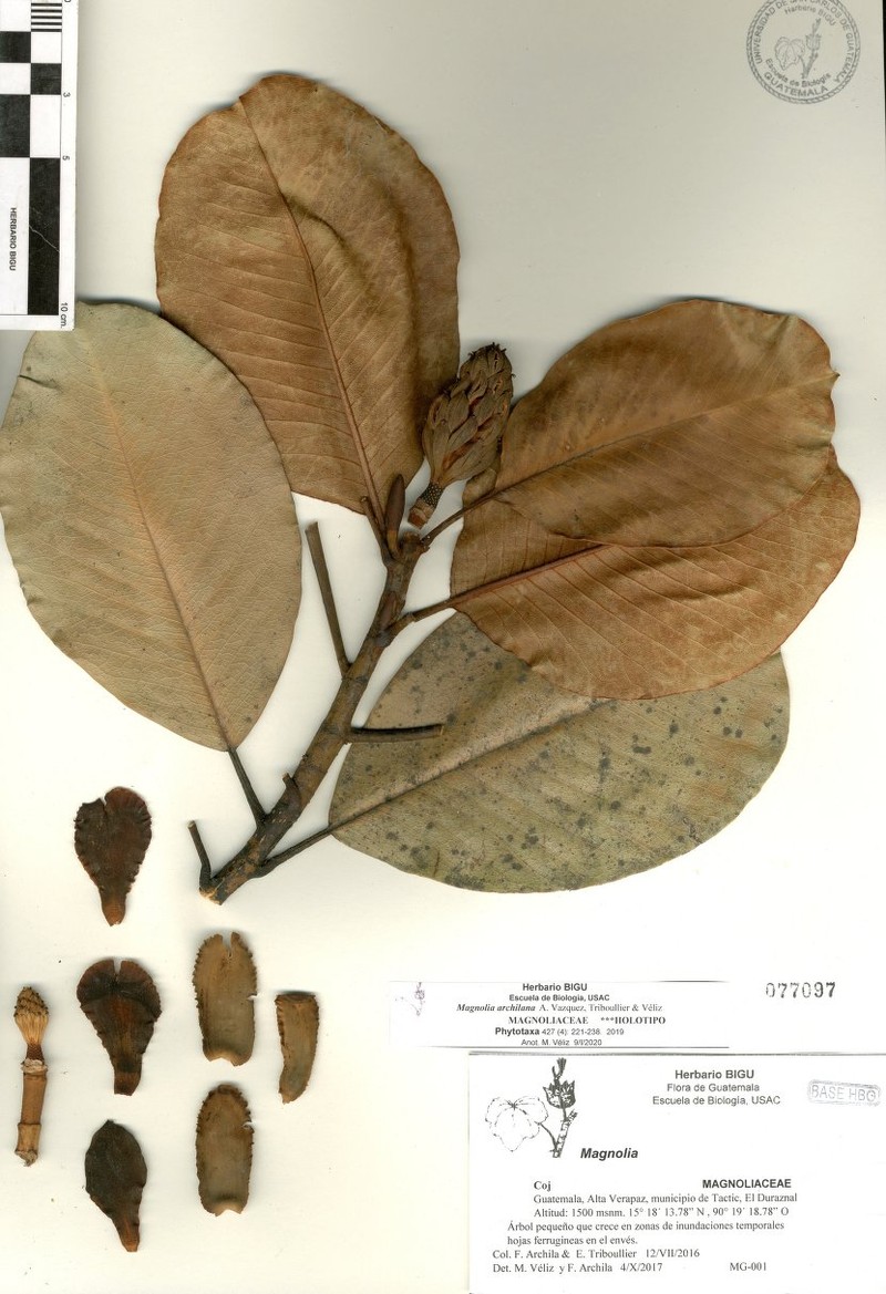 Magnolia archilana