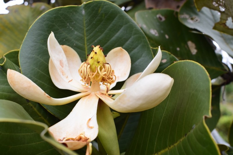 Magnolia argyrothricha