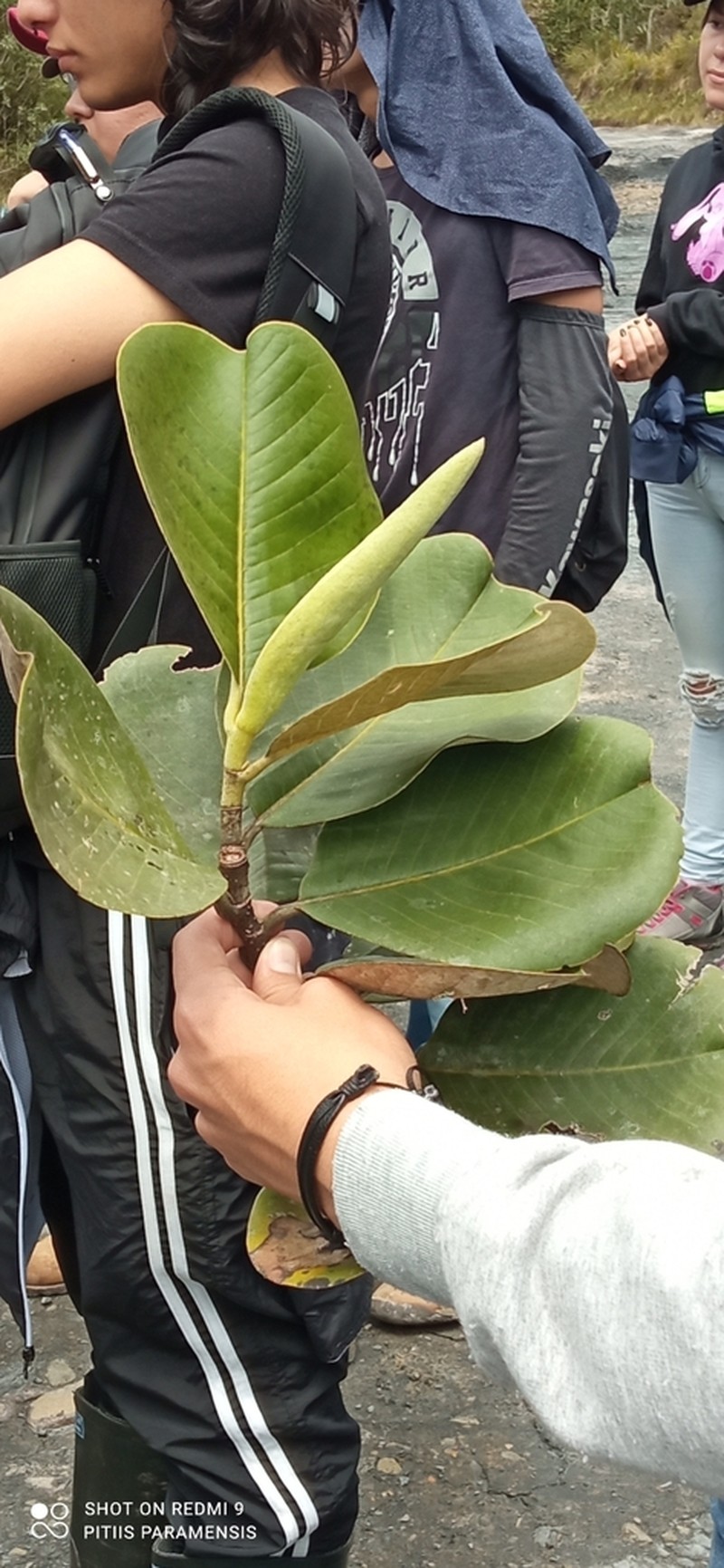 Magnolia argyrothricha photo 2