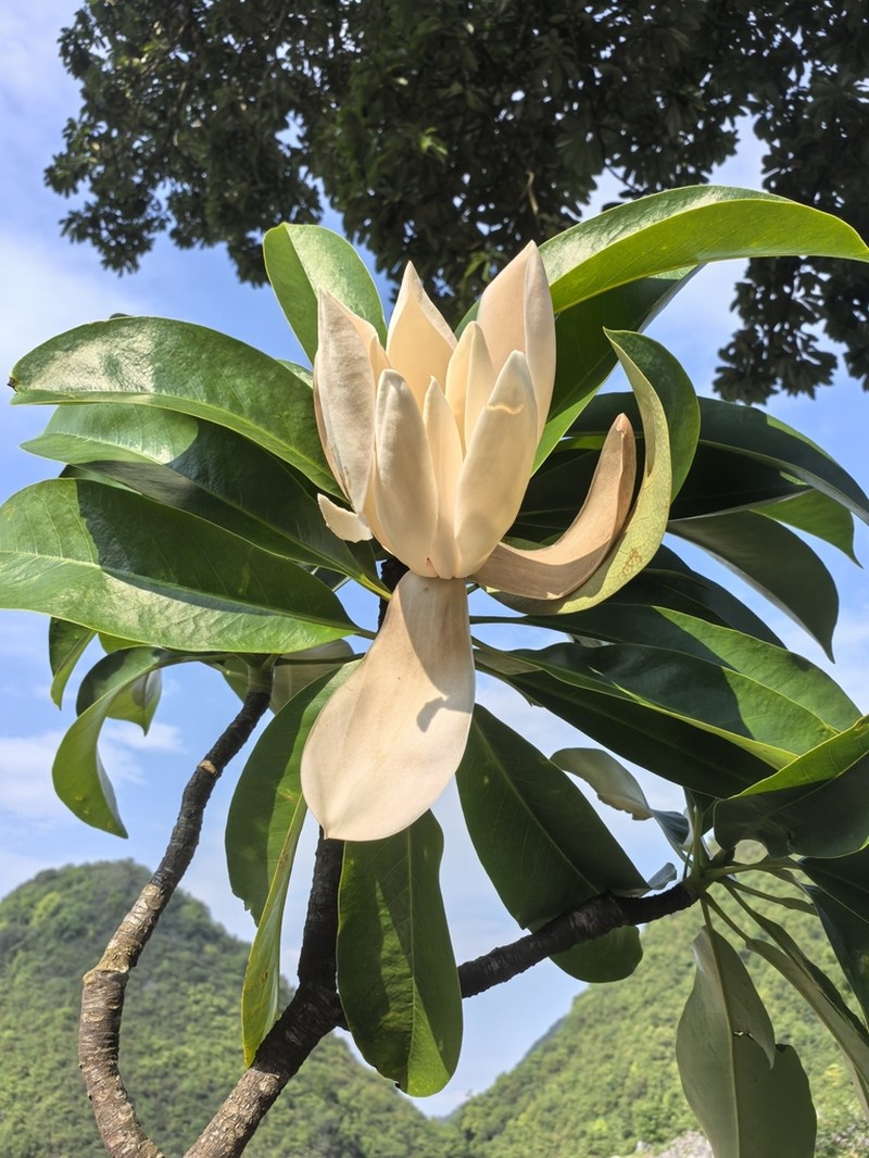 Magnolia aromatica