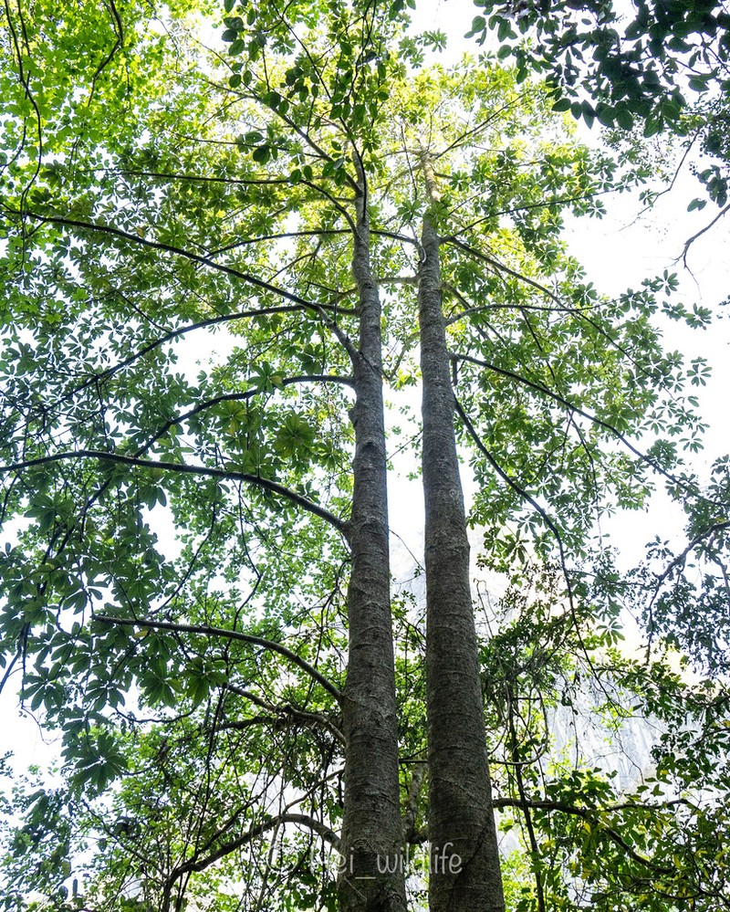 Magnolia aromatica photo 2