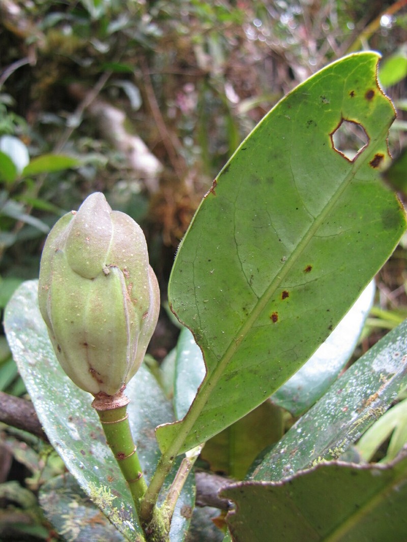 Magnolia arroyoana