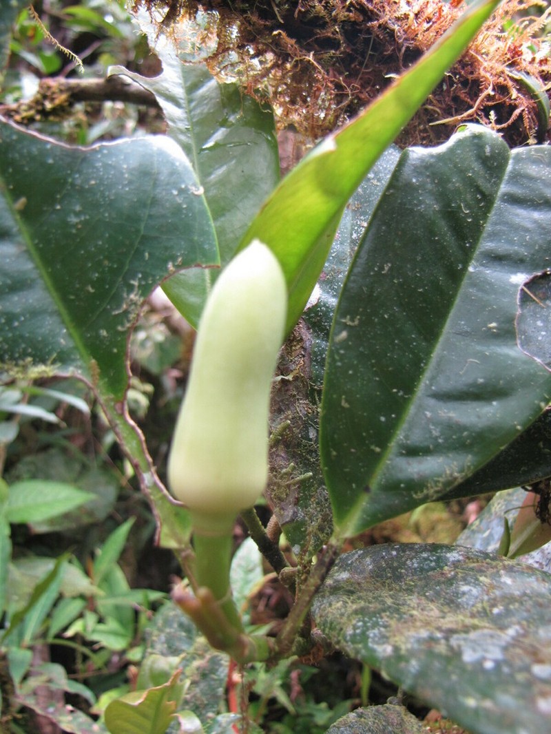Magnolia arroyoana photo 2