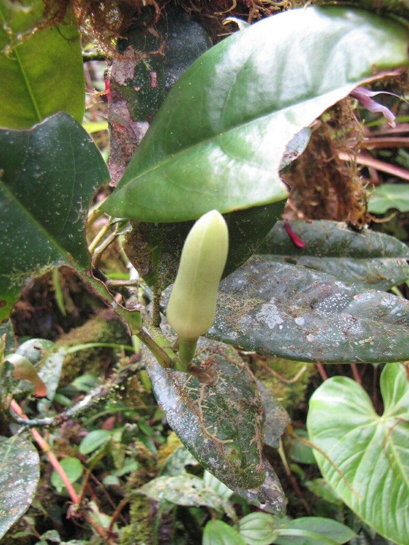Magnolia arroyoana photo 3