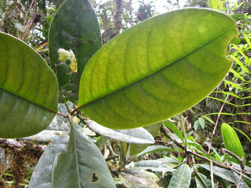 Magnolia arroyoana photo 4