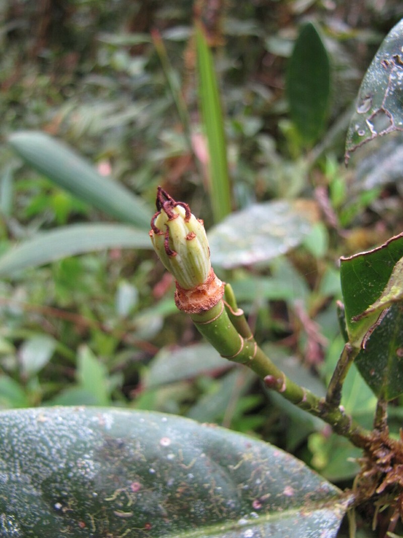 Magnolia arroyoana photo 5