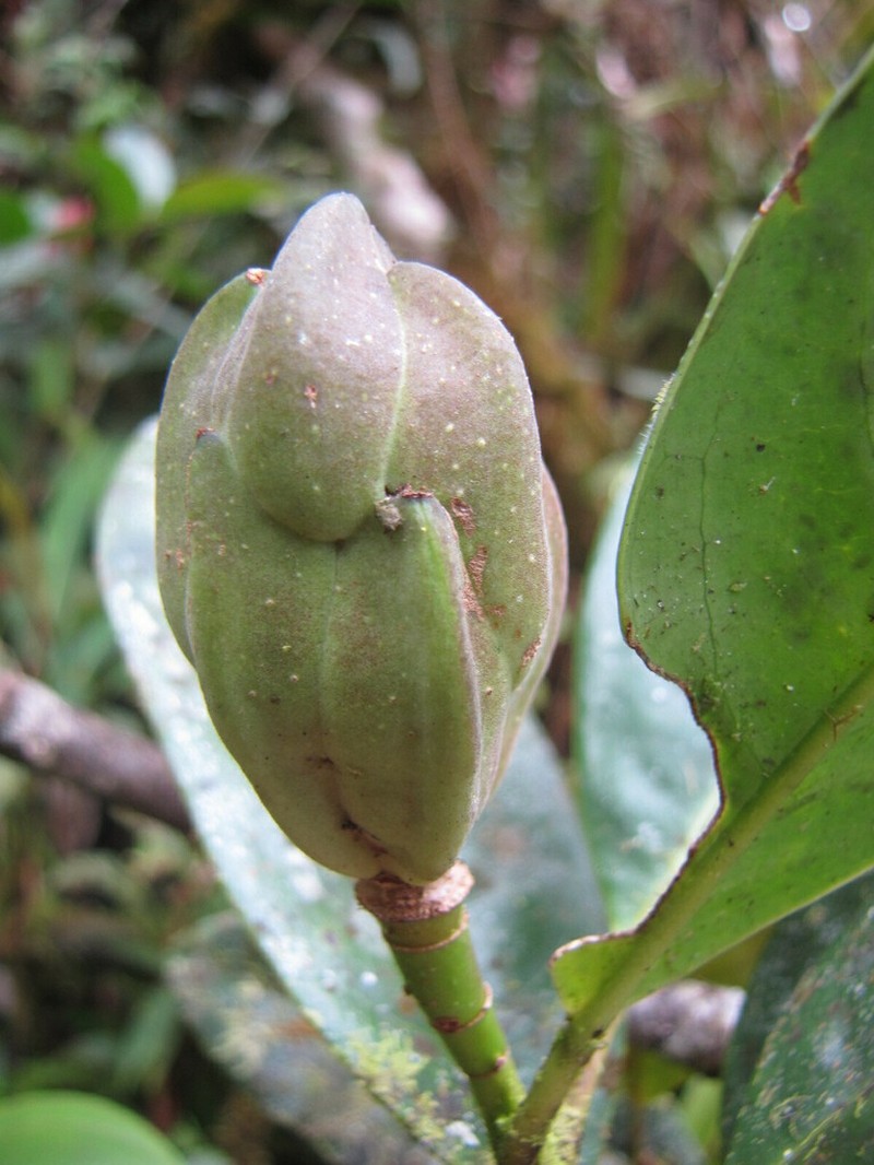 Magnolia arroyoana photo 6