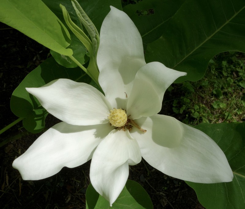 Ashe's Magnolia photo 3