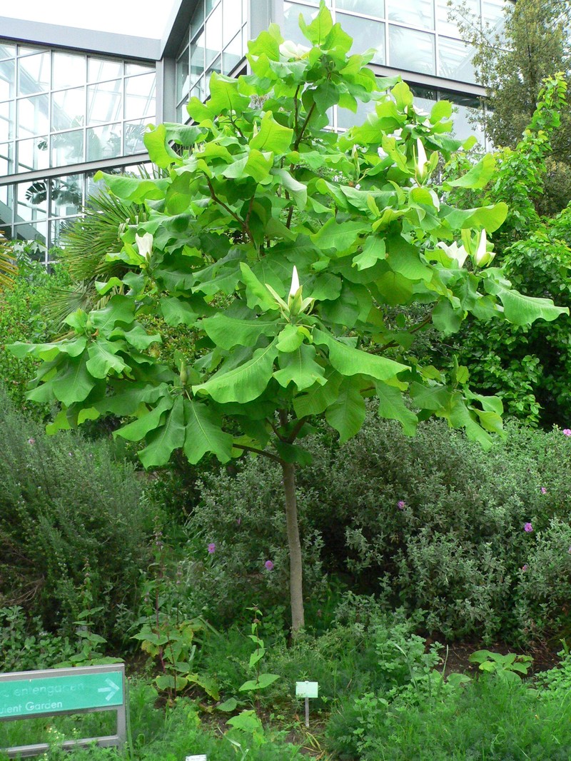 Ashe's Magnolia photo 2