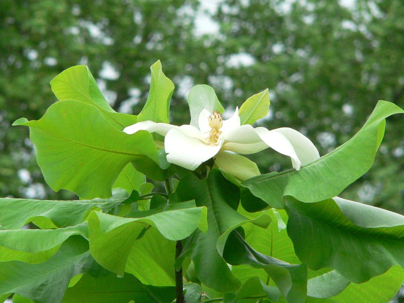 Ashe's Magnolia