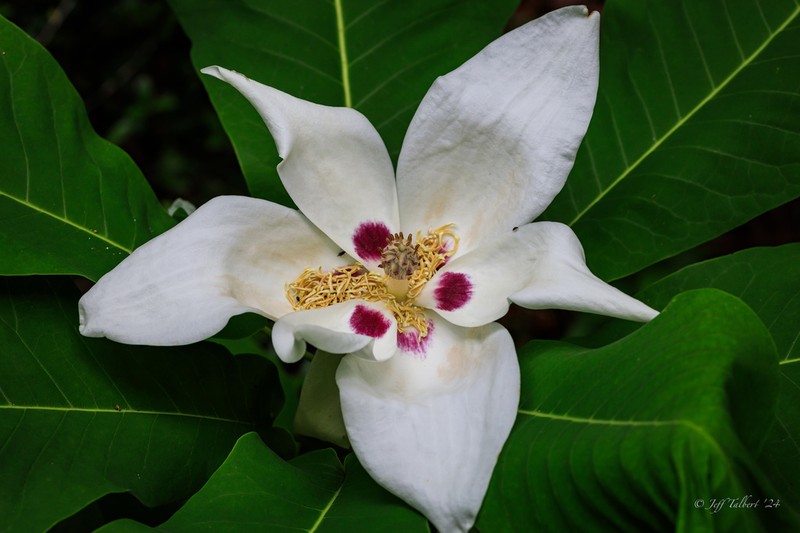 Ashe's Magnolia photo 4