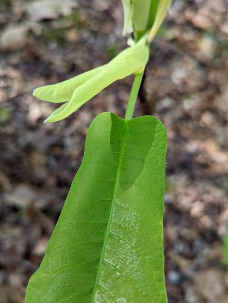 Ashe's Magnolia photo 6